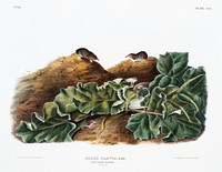 Say&#39;s Least Shrew (Sorex parvus) from the viviparous quadrupeds of North America (1845) illustrated by <a href="https://www.rawpixel.com/search/John%20Woodhouse%20Audubon?&amp;page=1">John Woodhouse Audubon</a> (1812-1862). Original from The New York Public Library. Digitally enhanced by rawpixel.