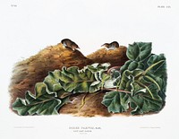 Say's Least Shrew (Sorex parvus) from the viviparous quadrupeds of North America (1845) illustrated by John Woodhouse Audubon (1812-1862). Original from The New York Public Library. Digitally enhanced by rawpixel.