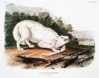 White American Wolf (Canis lupus) from the viviparous quadrupeds of North America (1845) illustrated by <a href="https://www.rawpixel.com/search/John%20Woodhouse%20Audubon?&amp;page=1">John Woodhouse Audubon</a> (1812-1862). Original from The New York Public Library. Digitally enhanced by rawpixel.