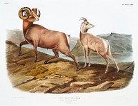 Rocky Mountain Sheep (Ovis montana) from the viviparous quadrupeds of North America (1845) illustrated by <a href="https://www.rawpixel.com/search/John%20Woodhouse%20Audubon?&amp;page=1">John Woodhouse Audubon</a> (1812-1862). Original from The New York Public Library. Digitally enhanced by rawpixel.