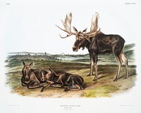 Moose Deer (Servus alces) from the viviparous quadrupeds of North America (1845) illustrated by John Woodhouse Audubon (1812-1862). Original from The New York Public Library. Digitally enhanced by rawpixel.