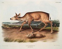 Black-tailed Deer (Cervus macrotis) from the viviparous quadrupeds of North America (1845) illustrated by <a href="https://www.rawpixel.com/search/John%20Woodhouse%20Audubon?&amp;page=1">John Woodhouse Audubon</a> (1812-1862). Original from The New York Public Library. Digitally enhanced by rawpixel.