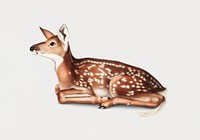Vintage Illustration of American Deer.