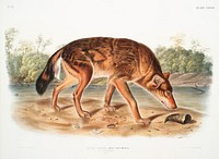 Red Texan Wolf (Canis lupus) from the viviparous quadrupeds of North America (1845) illustrated by John Woodhouse Audubon (1812-1862). Original from The New York Public Library. Digitally enhanced by rawpixel.