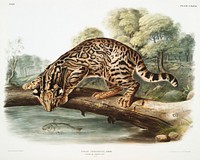 Ocelot or Leopard-Cat (Felis pardalis) from the viviparous quadrupeds of North America (1845) illustrated by <a href="https://www.rawpixel.com/search/John%20Woodhouse%20Audubon?&amp;page=1">John Woodhouse Audubon</a> (1812-1862). Original from The New York Public Library. Digitally enhanced by rawpixel.