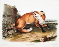 American Red-Fox (Vulpes Fulvus) from the viviparous quadrupeds of North America (1845) illustrated by <a href="https://www.rawpixel.com/search/John%20Woodhouse%20Audubon?&amp;page=1">John Woodhouse Audubon </a>(1812-1862). Original from The New York Public Library. Digitally enhanced by rawpixel.