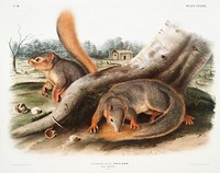 Say&#39;s Squirrel (Sciurus Sayi) from the viviparous quadrupeds of North America (1845) illustrated by <a href="https://www.rawpixel.com/search/John%20Woodhouse%20Audubon?&amp;page=1">John Woodhouse Audubon</a> (1812-1862). Original from The New York Public Library. Digitally enhanced by rawpixel.