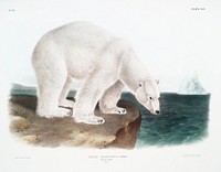 Polar Bear (Ursus maritimus) from the viviparous quadrupeds of North America (1845) illustrated by John Woodhouse Audubon (1812-1862). Original from The New York Public Library. Digitally enhanced by rawpixel.