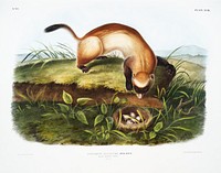 Black-footed Ferret (Putorius nigripes) from the viviparous quadrupeds of North America (1845) illustrated by <a href="https://www.rawpixel.com/search/John%20Woodhouse%20Audubon?&amp;page=1">John Woodhouse Audubon</a> (1812-1862). Original from The New York Public Library. Digitally enhanced by rawpixel.