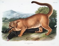 Cougar (Felis concolor) from the viviparous quadrupeds of North America (1845) illustrated by John Woodhouse Audubon (1812-1862). Original from The New York Public Library. Digitally enhanced by rawpixel.