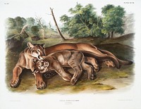 Cougar (Felis concolor) from the viviparous quadrupeds of North America (1845) illustrated by John Woodhouse Audubon (1812-1862). Original from The New York Public Library. Digitally enhanced by rawpixel.