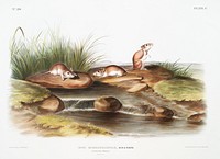 Missouri Mouse (Mus missouriensis) from the viviparous quadrupeds of North America (1845) illustrated by <a href="https://www.rawpixel.com/search/John%20Woodhouse%20Audubon?&amp;page=1">John Woodhouse Audubon</a> (1812-1862). Original from The New York Public Library. Digitally enhanced by rawpixel.