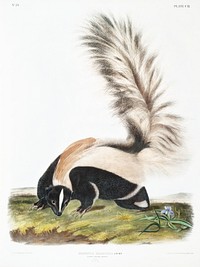 Large-tailed Skunk (Mephitis macroura) from the viviparous quadrupeds of North America (1845) illustrated by <a href="https://www.rawpixel.com/search/John%20Woodhouse%20Audubon?&amp;page=1">John Woodhouse Audubon</a> (1812-1862). Original from The New York Public Library. Digitally enhanced by rawpixel.