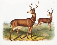 Columbian Black-tailed Deer (Cervus Richardsonii) from the viviparous quadrupeds of North America (1845) illustrated by <a href="https://www.rawpixel.com/search/John%20Woodhouse%20Audubon?&amp;page=1">John Woodhouse Audubon </a>(1812-1862). Original from The New York Public Library. Digitally enhanced by rawpixel.