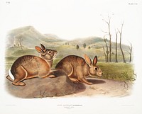 Bachman&#39;s Hare (Lepus Bachmani) from the viviparous quadrupeds of North America (1845) illustrated by <a href="https://www.rawpixel.com/search/John%20Woodhouse%20Audubon?&amp;page=1">John Woodhouse Audubon</a> (1812-1862). Original from The New York Public Library. Digitally enhanced by rawpixel.