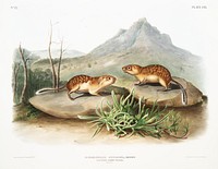 California Marmot Squirrel (Spermophilus spilosoma) from the viviparous quadrupeds of North America (1845) illustrated by <a href="https://www.rawpixel.com/search/John%20Woodhouse%20Audubon?&amp;page=1">John Woodhouse Audubon</a> (1812-1862). Original from The New York Public Library. Digitally enhanced by rawpixel.
