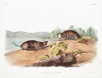 Mole-shaped Pouched Rat (Pseudostoma talpoides) from the viviparous quadrupeds of North America (1845) illustrated by <a href="https://www.rawpixel.com/search/John%20Woodhouse%20Audubon?&amp;page=1">John Woodhouse Audubon</a> (1812-1862). Original from The New York Public Library. Digitally enhanced by rawpixel.