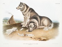 Esquimaux Dog (Canis familiaris) from the viviparous quadrupeds of North America (1845) illustrated by <a href="https://www.rawpixel.com/search/John%20Woodhouse%20Audubon?&amp;page=1">John Woodhouse Audubon </a>(1812-1862). Original from The New York Public Library. Digitally enhanced by rawpixel.