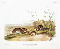 Yellow cheeked Meadow Mouse (Arvicola xanthognathus) from the viviparous quadrupeds of North America (1845) illustrated by <a href="https://www.rawpixel.com/search/John%20Woodhouse%20Audubon?&amp;page=1">John Woodhouse Audubon</a> (1812-1862). Original from The New York Public Library. Digitally enhanced by rawpixel.
