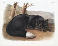 American Black or Silver Fox (Vulpes fulvus) from the viviparous quadrupeds of North America (1845) illustrated by John Woodhouse Audubon (1812-1862). Original from The New York Public Library. Digitally enhanced by rawpixel.
