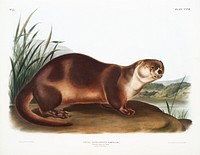 Canada Otter (Lutra Canadensis) from the viviparous quadrupeds of North America (1845) illustrated by <a href="https://www.rawpixel.com/search/John%20Woodhouse%20Audubon?&amp;page=1">John Woodhouse Audubon</a> (1812-1862). Original from The New York Public Library. Digitally enhanced by rawpixel.