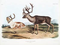 Caribou or American Rein Deer (Tarandus furcifer) from the viviparous quadrupeds of North America (1845) illustrated by John Woodhouse Audubon (1812-1862). Original from The New York Public Library. Digitally enhanced by rawpixel.