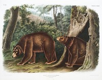 Cinnamon Bear (Ursus Americanus var. Cinnamonum) from the viviparous quadrupeds of North America (1845) illustrated by <a href="https://www.rawpixel.com/search/John%20Woodhouse%20Audubon?&amp;page=1">John Woodhouse Audubon</a> (1812-1862). Original from The New York Public Library. Digitally enhanced by rawpixel.