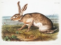 Texian Hare (Lepus Texianus) from the viviparous quadrupeds of North America (1845) illustrated by <a href="https://www.rawpixel.com/search/John%20Woodhouse%20Audubon?&amp;page=1">John Woodhouse Audubon</a> (1812-1862). Original from The New York Public Library. Digitally enhanced by rawpixel.