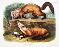 Pine Marten (Mustela martes) from the viviparous quadrupeds of North America (1845) illustrated by <a href="https://www.rawpixel.com/search/John%20Woodhouse%20Audubon?&amp;page=1">John Woodhouse Audubon</a> (1812-1862). Original from The New York Public Library. Digitally enhanced by rawpixel.