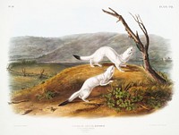Little Nimble Weasel (Putorius agilis) from the viviparous quadrupeds of North America (1845) illustrated by <a href="https://www.rawpixel.com/search/John%20Woodhouse%20Audubon?&amp;page=1">John Woodhouse Audubon</a> (1812-1862). Original from The New York Public Library. Digitally enhanced by rawpixel.