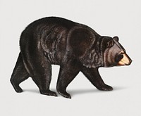 Vintage Illustration of American Black Bear.
