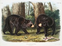 American Black Bear (Ursus Americanus) from the viviparous quadrupeds of North America (1845) illustrated by <a href="https://www.rawpixel.com/search/John%20Woodhouse%20Audubon?&amp;page=1">John Woodhouse Audubon </a>(1812-1862). Original from The New York Public Library. Digitally enhanced by rawpixel.