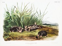 Townsend&#39;s Shrew Mole (Scalops Townsendii) from the viviparous quadrupeds of North America (1845) illustrated by <a href="https://www.rawpixel.com/search/John%20Woodhouse%20Audubon?&amp;page=1">John Woodhouse Audubon</a> (1812-1862). Original from The New York Public Library. Digitally enhanced by rawpixel.