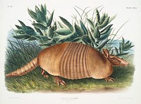 Nine-banded Armadillo (Dasypus Peba) from the viviparous quadrupeds of North America (1845) illustrated by John Woodhouse Audubon (1812-1862). Original from The New York Public Library. Digitally enhanced by rawpixel.