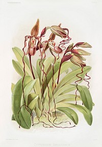 Cypripedium sanderianum from Reichenbachia Orchids (1888-1894) by Frederick Sander (1847-1920). The New York Public Library. Digitally enhanced by rawpixel.w