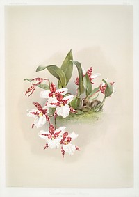 Odontoglossum rossii from Reichenbachia Orchids (1888-1894) by <a href="https://www.rawpixel.com/search/Frederick%20Sander?&amp;page=1">Frederick Sander </a>(1847-1920). Original from The New York Public Library. Digitally enhanced by rawpixel.
