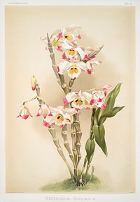 Dendrobium wardianum from Reichenbachia Orchids (1888-1894) illustrated by <a href="https://www.rawpixel.com/search/Frederick%20Sander?&amp;page=1">Frederick Sander </a>(1847-1920). Original from The New York Public Library. Digitally enhanced by rawpixel.