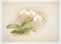 Phalaenopsis grandiflora aurea from Reichenbachia Orchids (1888-1894) illustrated by <a href="https://www.rawpixel.com/search/Frederick%20Sander?&amp;page=1">Frederick Sander</a> (1847-1920). Original from The New York Public Library. Digitally enhanced by rawpixel.