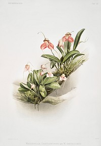 Masdevallia shuttleworthii and M. xanthocorys from Reichenbachia Orchids (1888-1894) illustrated by <a href="https://www.rawpixel.com/search/Frederick%20Sander?&amp;page=1">Frederick Sander</a> (1847-1920). Original from The New York Public Library. Digitally enhanced by rawpixel.
