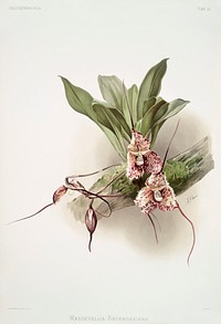 Masdevallia backhousiana from Reichenbachia Orchids (1888-1894) illustrated by <a href="https://www.rawpixel.com/search/Frederick%20Sander?&amp;page=1">Frederick Sander</a> (1847-1920). Original from The New York Public Library. Digitally enhanced by rawpixel.