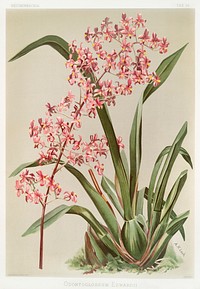 Odontoglossum edwardii from Reichenbachia Orchids (1888-1894) illustrated by <a href="https://www.rawpixel.com/search/Frederick%20Sander?&amp;page=1">Frederick Sander</a> (1847-1920). Original from The New York Public Library. Digitally enhanced by rawpixel.