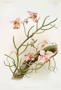 Vanda teres from Reichenbachia Orchids (1888-1894) illustrated by <a href="https://www.rawpixel.com/search/Frederick%20Sander?&amp;page=1">Frederick Sander</a> (1847-1920). Original from The New York Public Library. Digitally enhanced by rawpixel.
