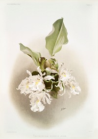 Trischopilia suavis alba from Reichenbachia Orchids (1888-1894) illustrated by <a href="https://www.rawpixel.com/search/Frederick%20Sander?&amp;page=1">Frederick Sander</a> (1847-1920). Original from The New York Public Library. Digitally enhanced by rawpixel.
