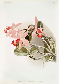 Cattleya superba splendens from Reichenbachia Orchids (1888-1894) illustrated by <a href="https://www.rawpixel.com/search/Frederick%20Sander?&amp;page=1">Frederick Sander </a>(1847-1920). Original from The New York Public Library. Digitally enhanced by rawpixel.