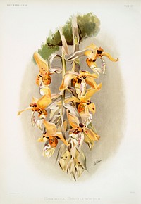 Stanhopea shuttleworthii from Reichenbachia Orchids (1888-1894) illustrated by <a href="https://www.rawpixel.com/search/Frederick%20Sander?&amp;page=1">Frederick Sander</a> (1847-1920). Original from The New York Public Library. Digitally enhanced by rawpixel.
