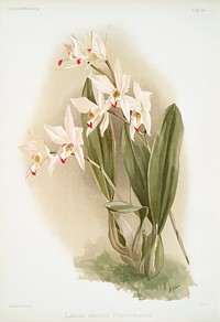 Laelia anceps Percivaliana from Reichenbachia Orchids (1888-1894) illustrated by <a href="https://www.rawpixel.com/search/Frederick%20Sander?&amp;page=1">Frederick Sander</a> (1847-1920). Original from The New York Public Library. Digitally enhanced by rawpixel.