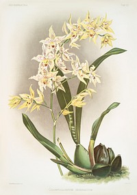 Odontoglossum hebraicum from Reichenbachia Orchids (1888-1894) illustrated by <a href="https://www.rawpixel.com/search/Frederick%20Sander?&amp;page=1">Frederick Sander</a> (1847-1920). Original from The New York Public Library. Digitally enhanced by rawpixel.