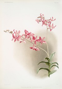 Dendrobium superbum from Reichenbachia Orchids (1888-1894) illustrated by <a href="https://www.rawpixel.com/search/Frederick%20Sander?&amp;page=1">Frederick Sander </a>(1847-1920). Original from The New York Public Library. Digitally enhanced by rawpixel.