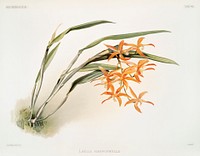 Laella harpophylla from Reichenbachia Orchids (1888-1894) illustrated by <a href="https://www.rawpixel.com/search/Frederick%20Sander?&amp;page=1">Frederick Sander </a>(1847-1920). Original from The New York Public Library. Digitally enhanced by rawpixel.