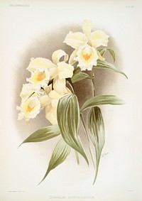 Sobralia xantholeuca from Reichenbachia Orchids (1888-1894) illustrated by <a href="https://www.rawpixel.com/search/Frederick%20Sander?&amp;page=1">Frederick Sander</a> (1847-1920). Original from The New York Public Library. Digitally enhanced by rawpixel.